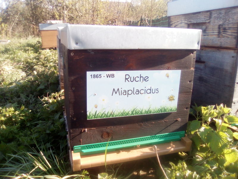 La ruche Miaplacidus