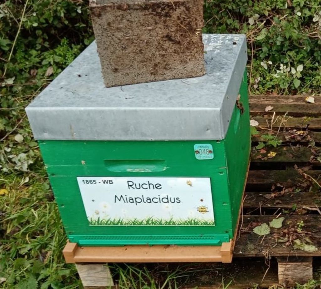 La ruche Miaplacidus
