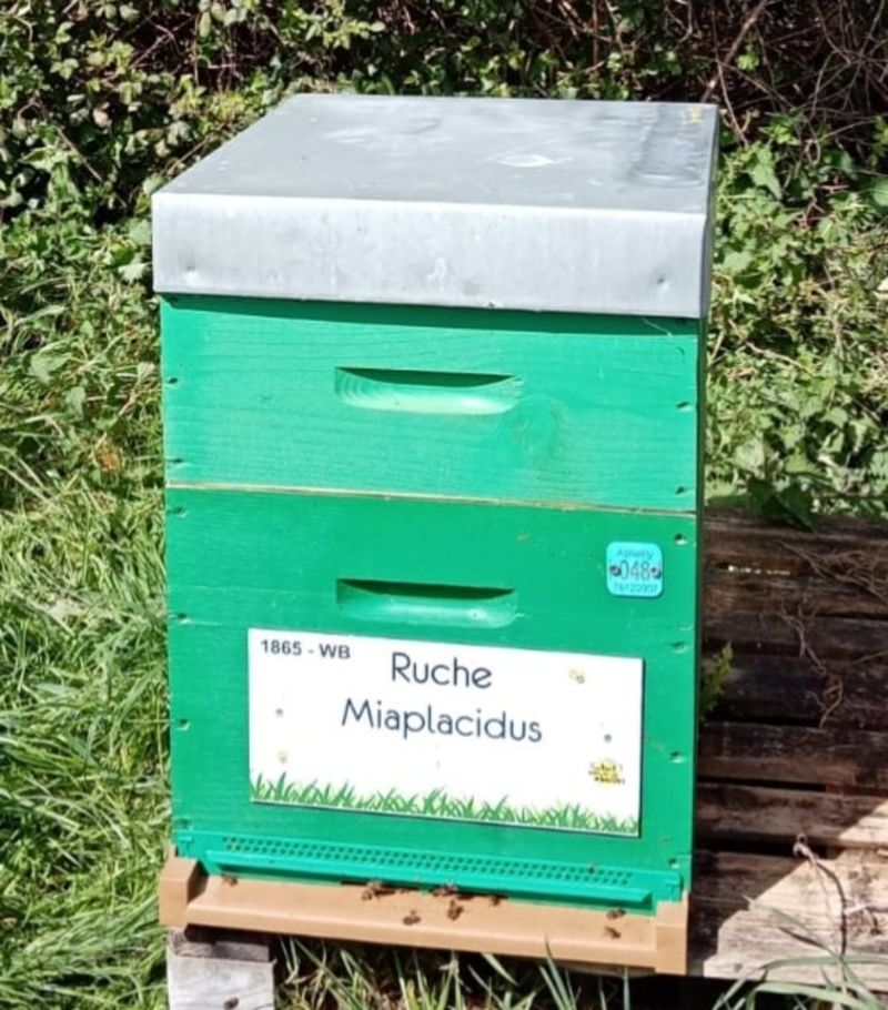 La ruche Miaplacidus