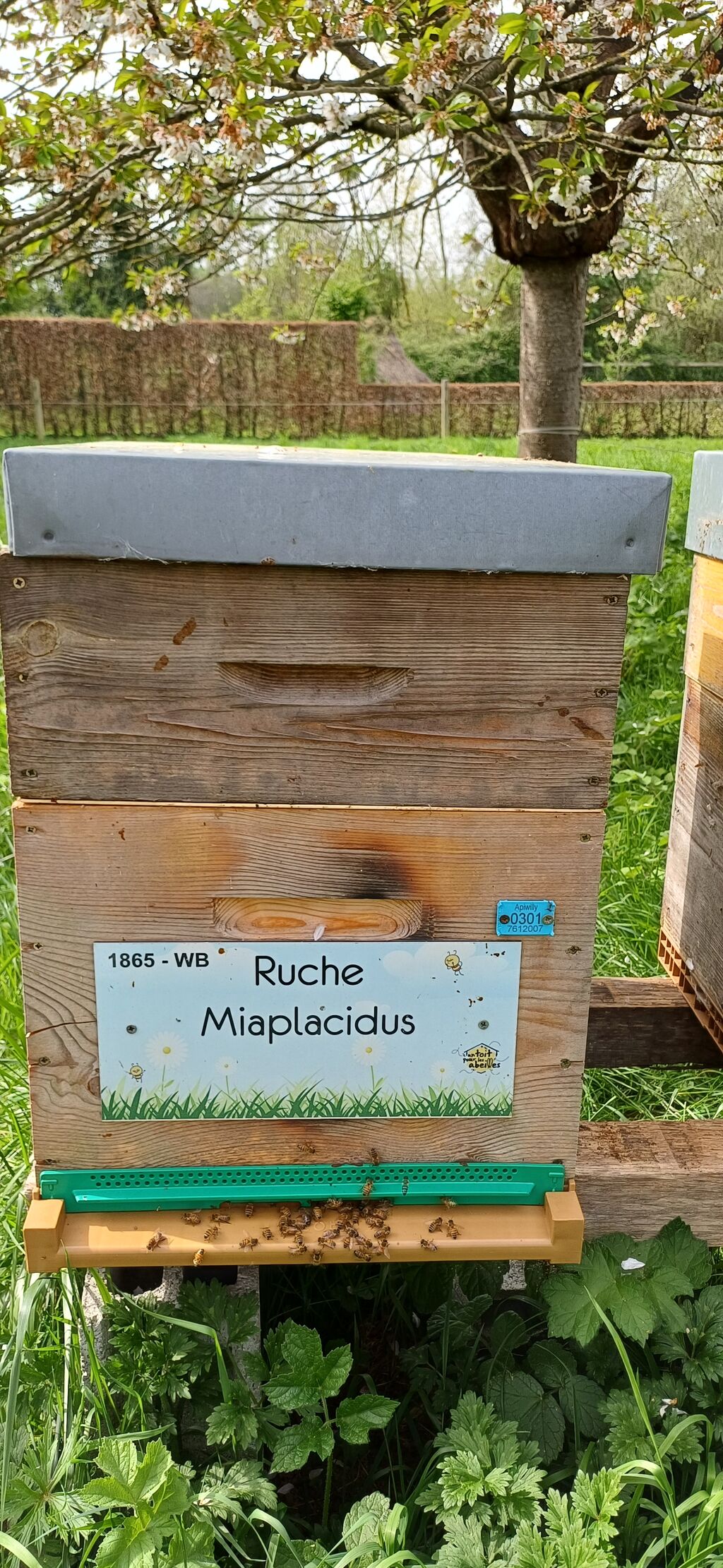 La ruche Miaplacidus
