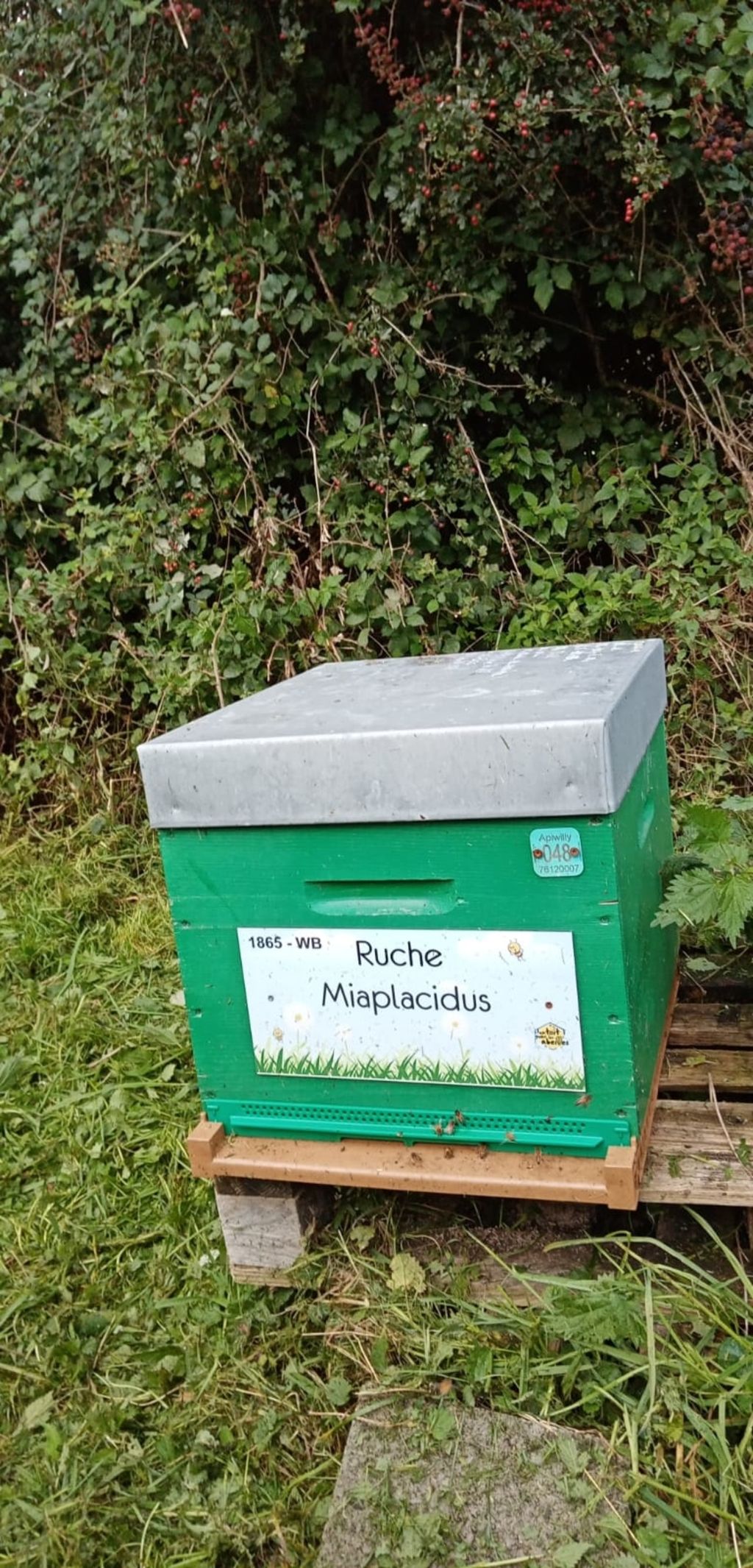 La ruche Miaplacidus