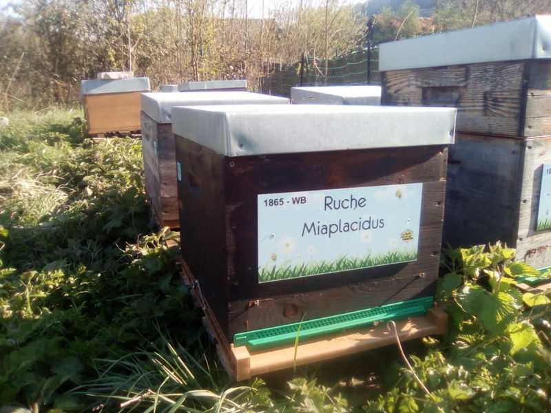 La ruche Miaplacidus