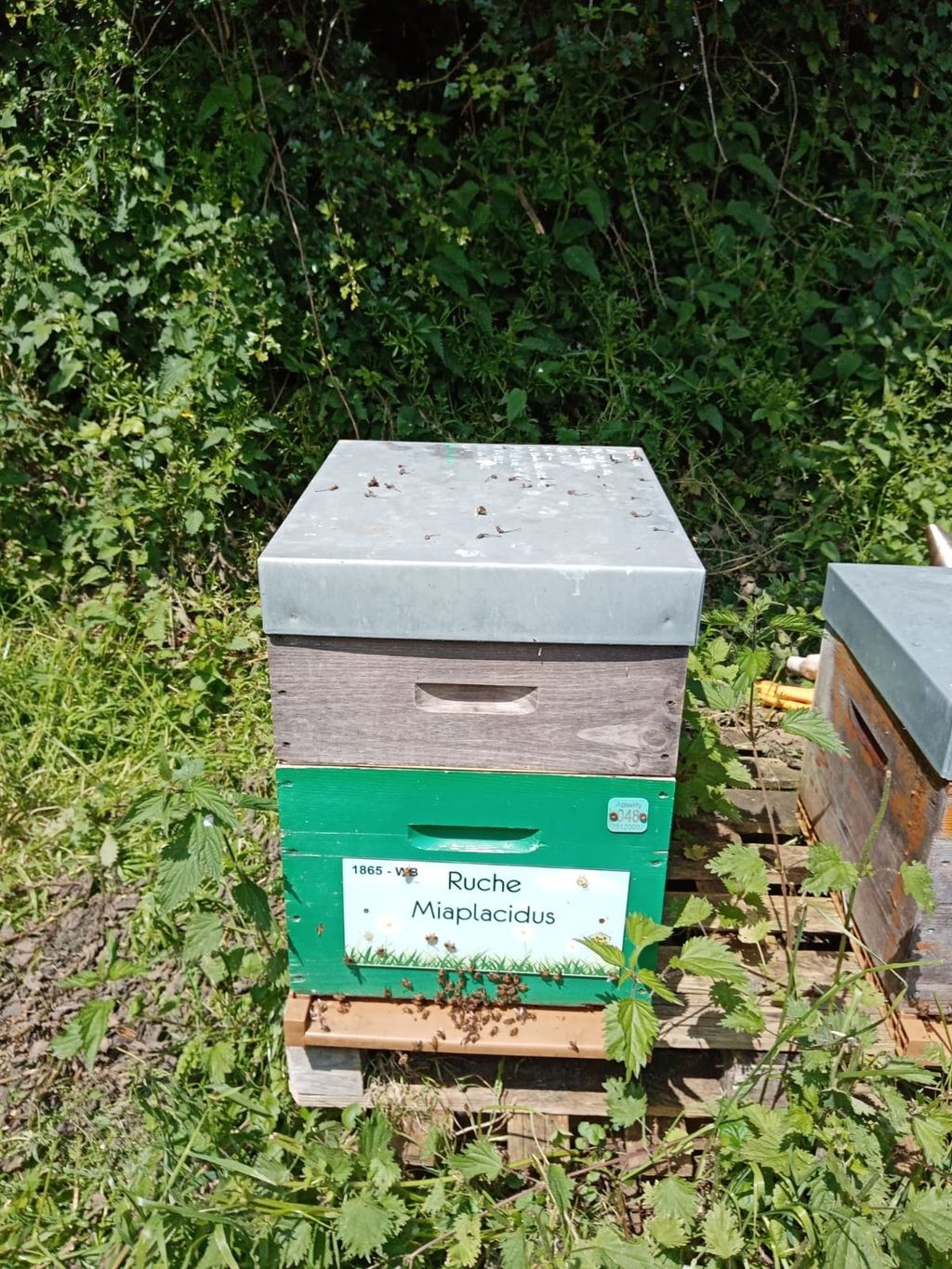 La ruche Miaplacidus