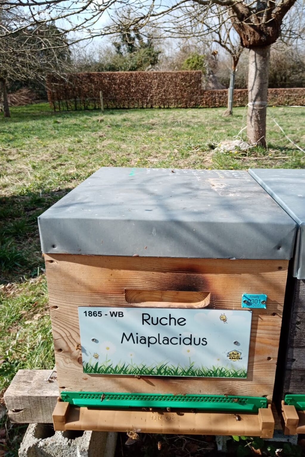 La ruche Miaplacidus