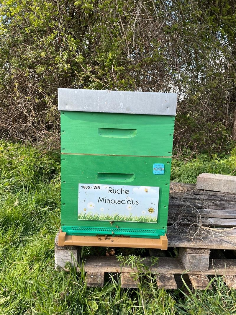 La ruche Miaplacidus