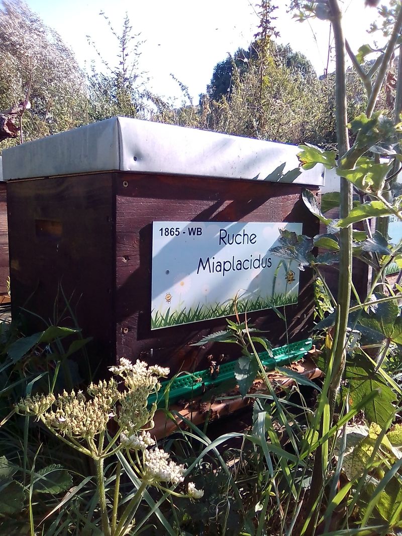 La ruche Miaplacidus