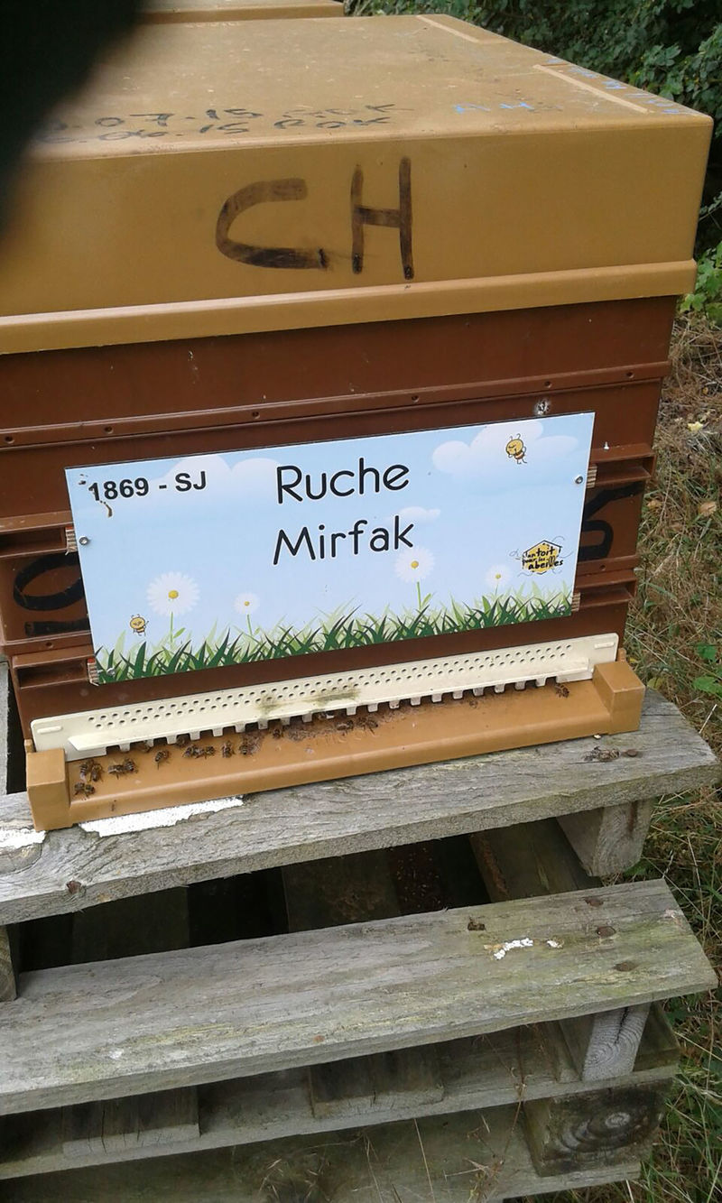 La ruche Mirfak