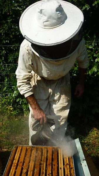 La ruche Locustelle tachetée