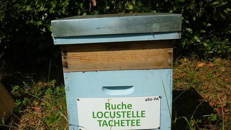 La ruche Locustelle tachetée