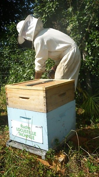 La ruche Locustelle tachetée