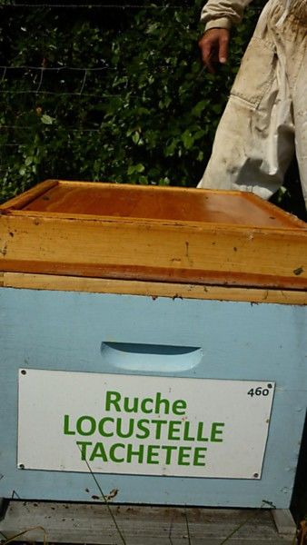 La ruche Locustelle tachetée