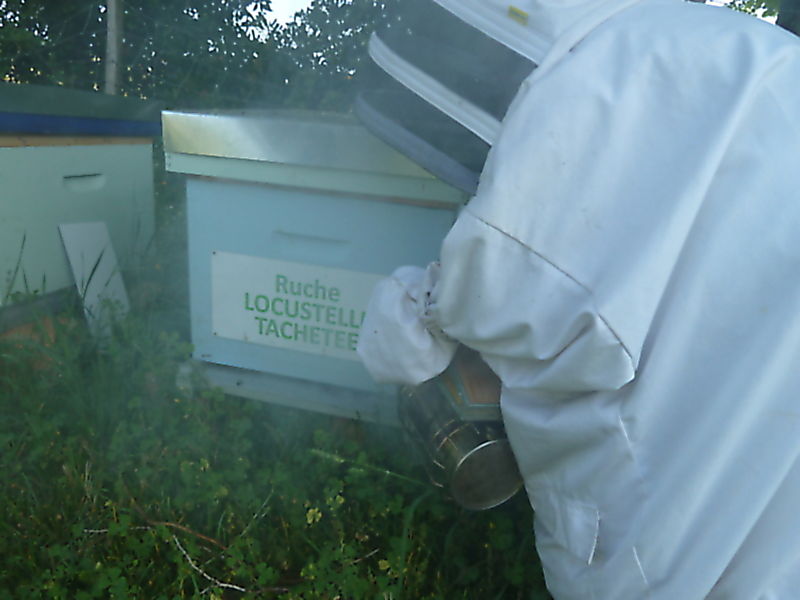 La ruche Locustelle tachetée