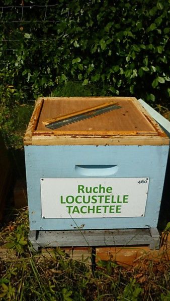 La ruche Locustelle tachetée