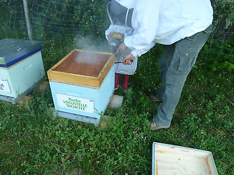 La ruche Locustelle tachetée