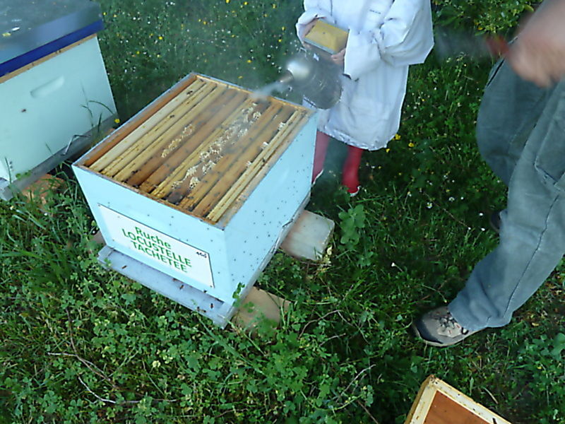 La ruche Locustelle tachetée