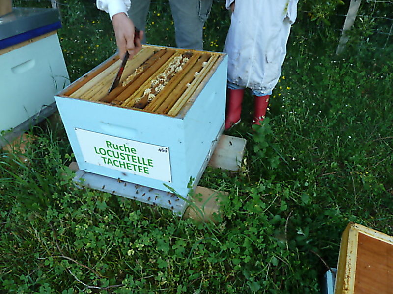 La ruche Locustelle tachetée