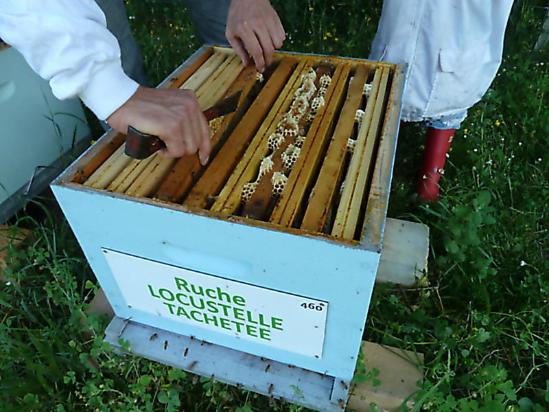 La ruche Locustelle tachetée