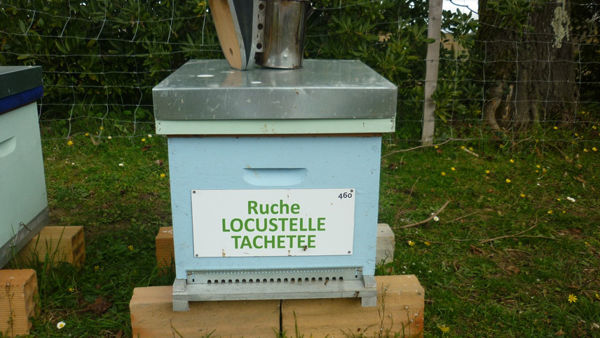 La ruche Locustelle tachetée