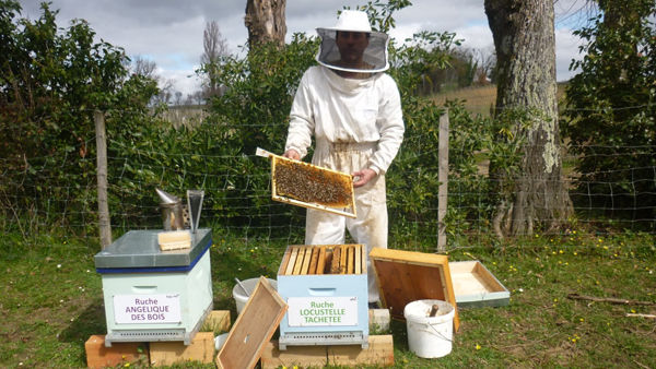 La ruche Locustelle tachetée