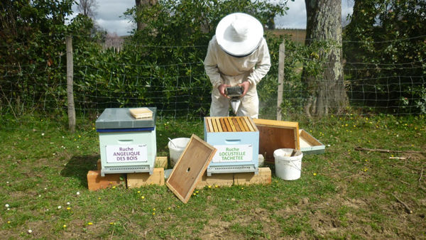 La ruche Locustelle tachetée