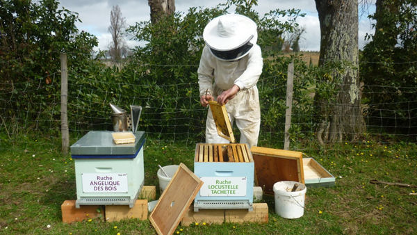 La ruche Locustelle tachetée