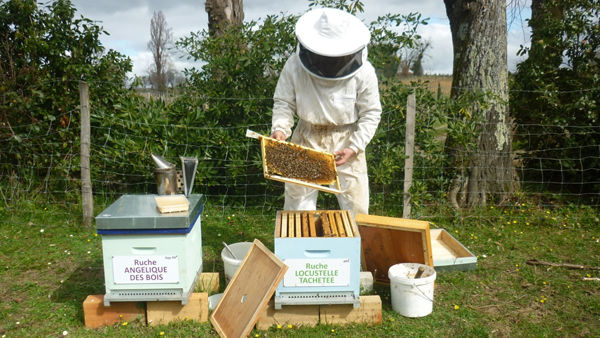 La ruche Locustelle tachetée