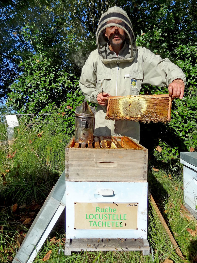 La ruche Locustelle tachetée