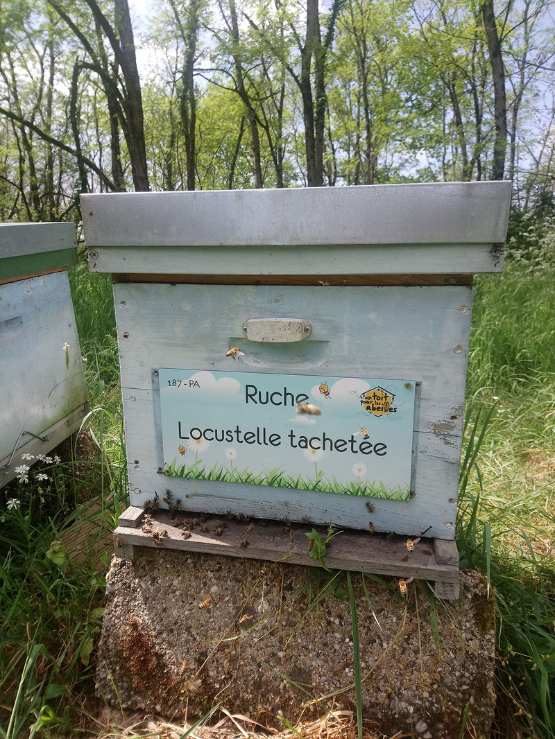La ruche Locustelle tachetée