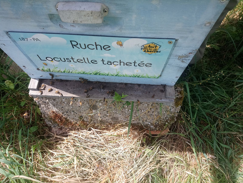 La ruche Locustelle tachetée