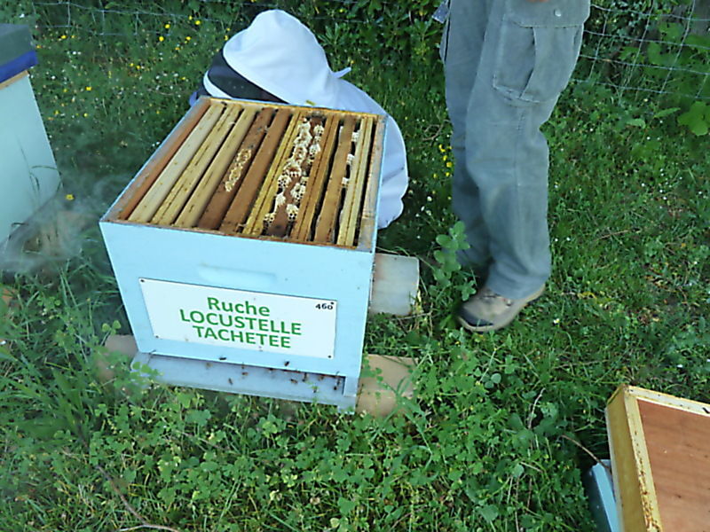 La ruche Locustelle tachetée