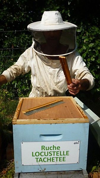 La ruche Locustelle tachetée