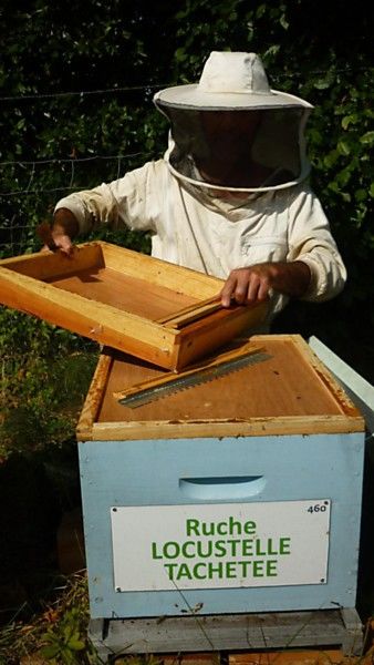 La ruche Locustelle tachetée