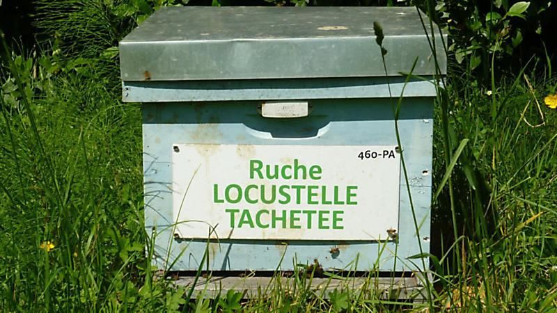 La ruche Locustelle tachetée