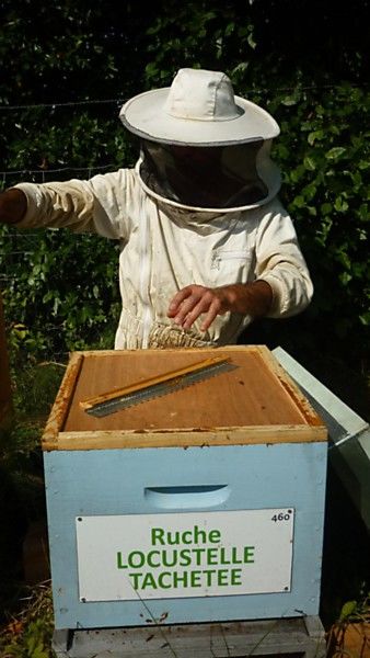 La ruche Locustelle tachetée