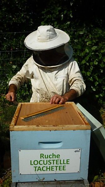 La ruche Locustelle tachetée