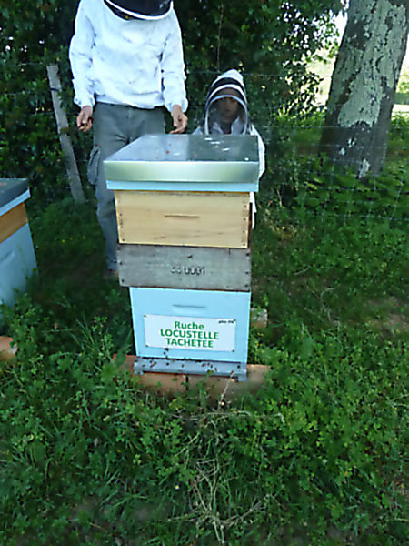 La ruche Locustelle tachetée