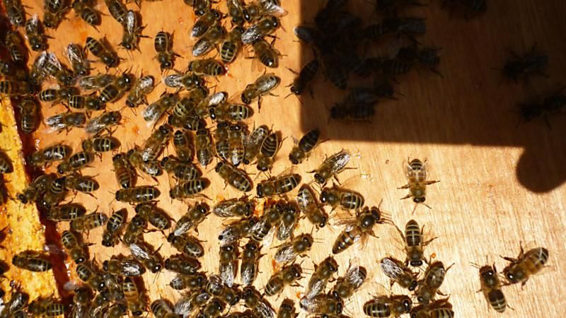 La ruche Locustelle tachetée