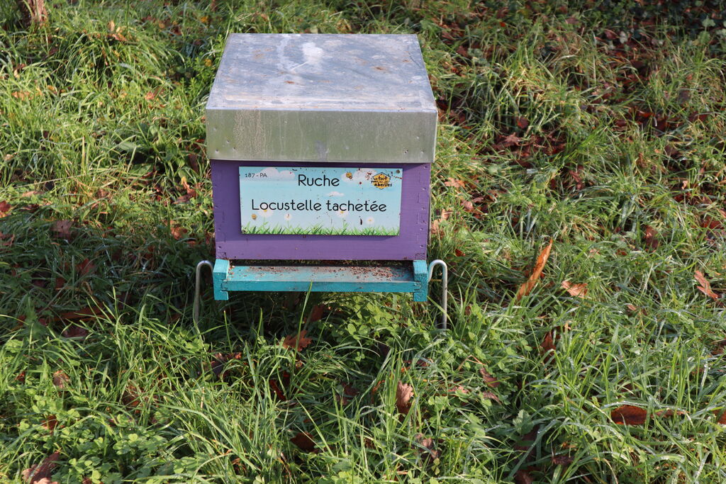 La ruche Locustelle tachetée