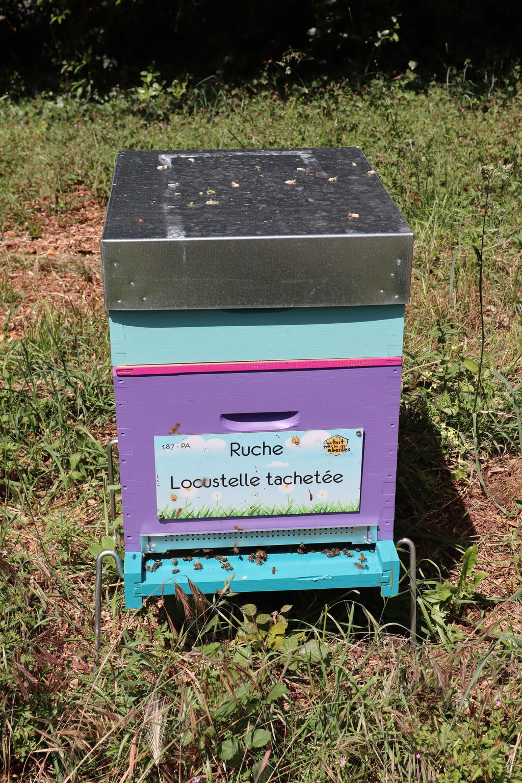 La ruche Locustelle tachetée