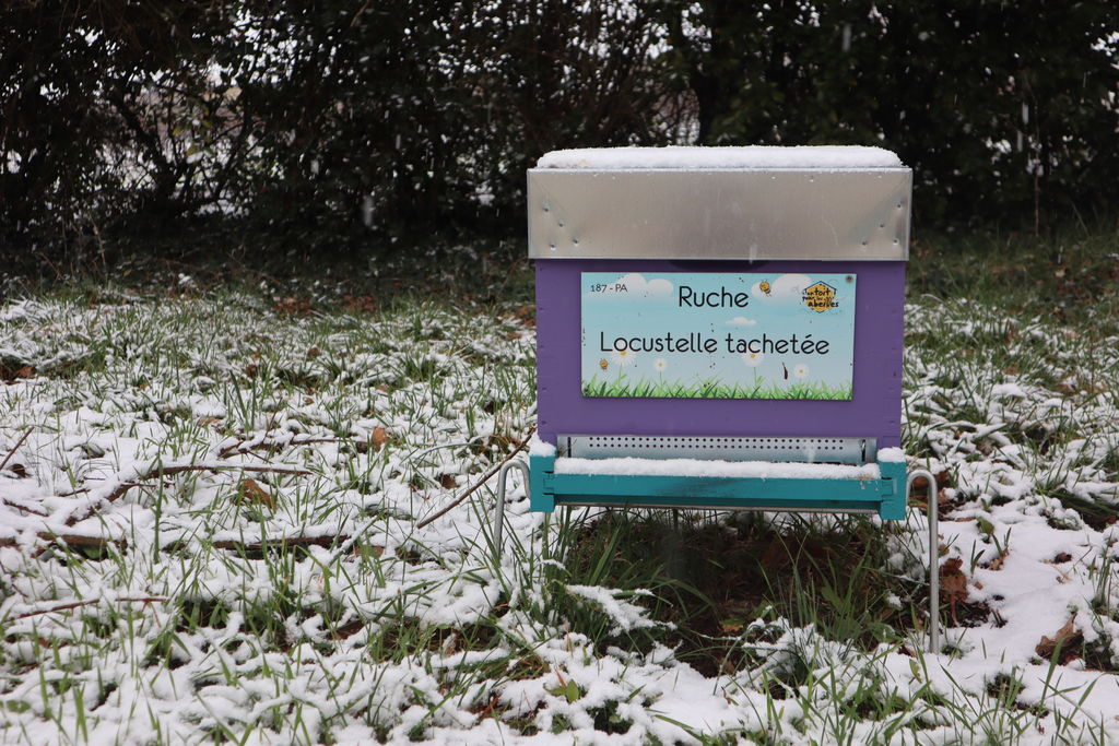 La ruche Locustelle tachetée