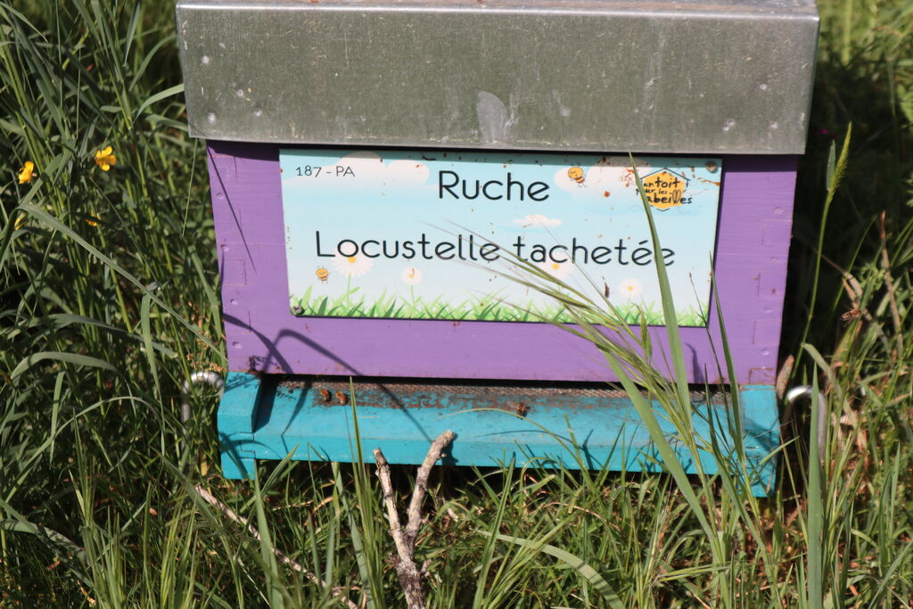 La ruche Locustelle tachetée