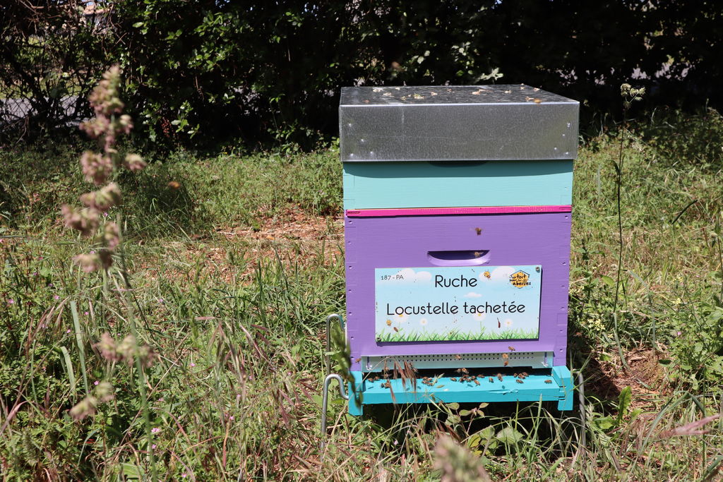 La ruche Locustelle tachetée