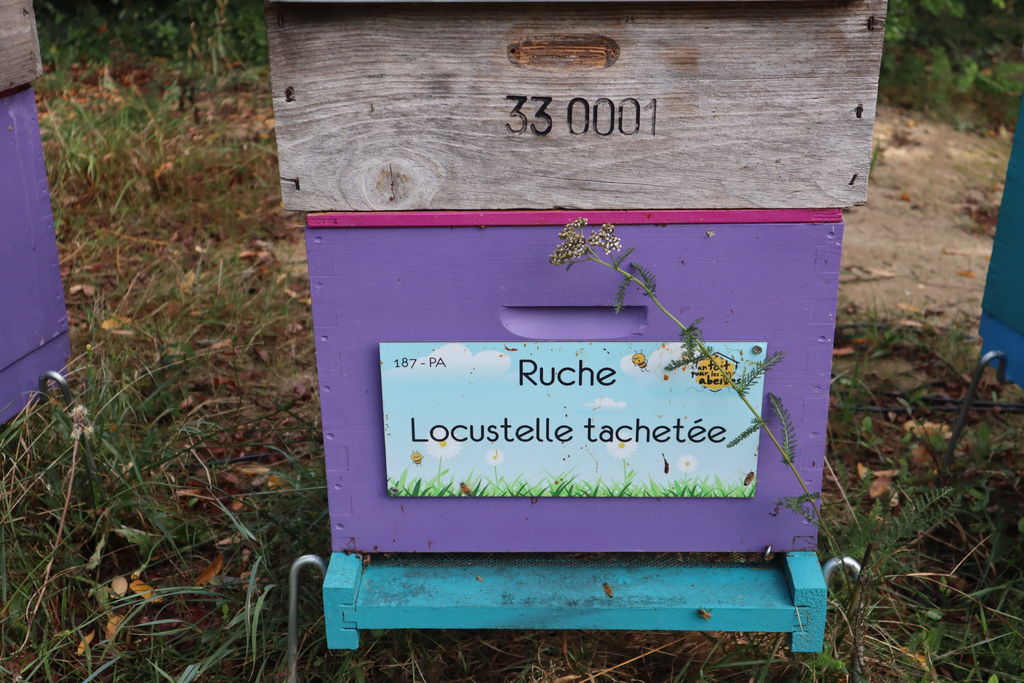 La ruche Locustelle tachetée