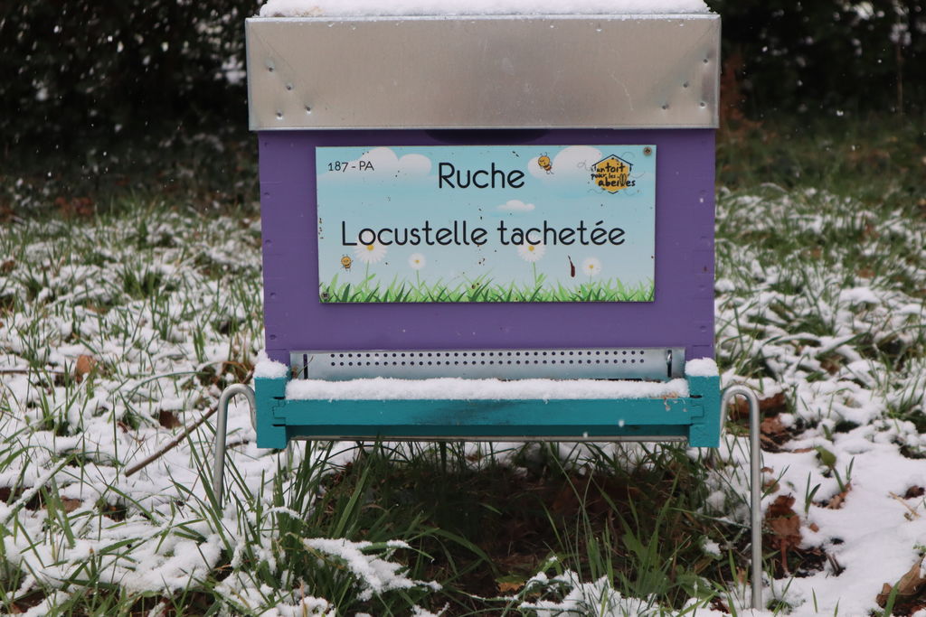 La ruche Locustelle tachetée