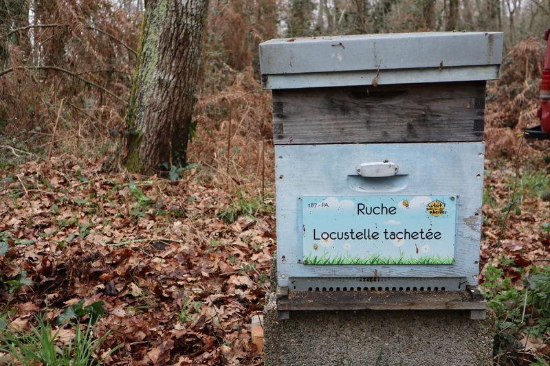 La ruche Locustelle tachetée