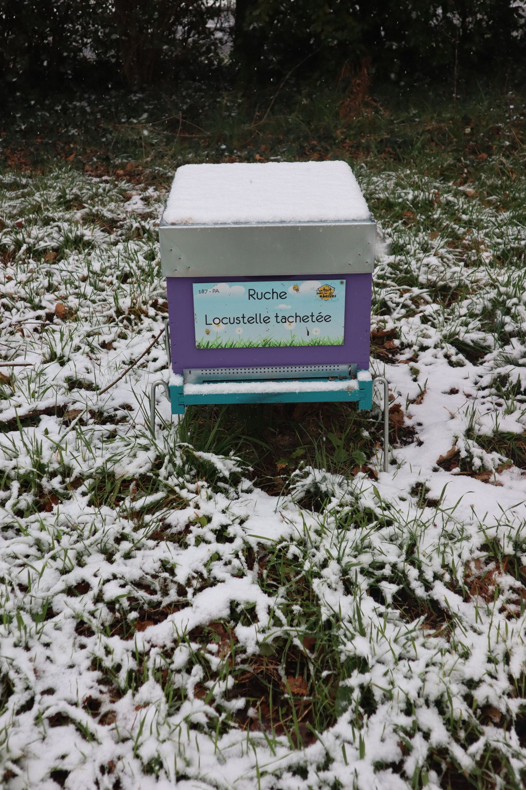 La ruche Locustelle tachetée