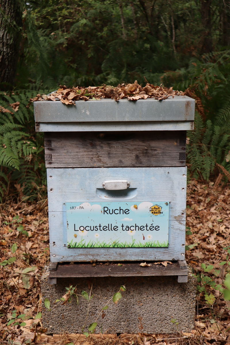 La ruche Locustelle tachetée