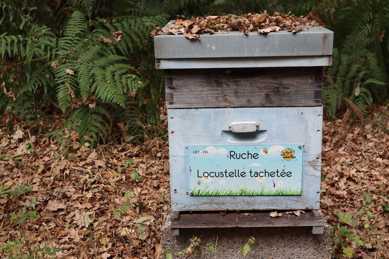 La ruche Locustelle tachetée