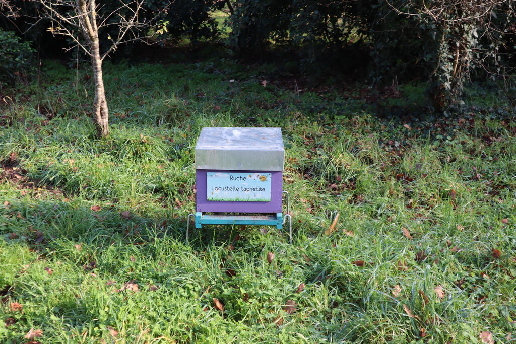 La ruche Locustelle tachetée