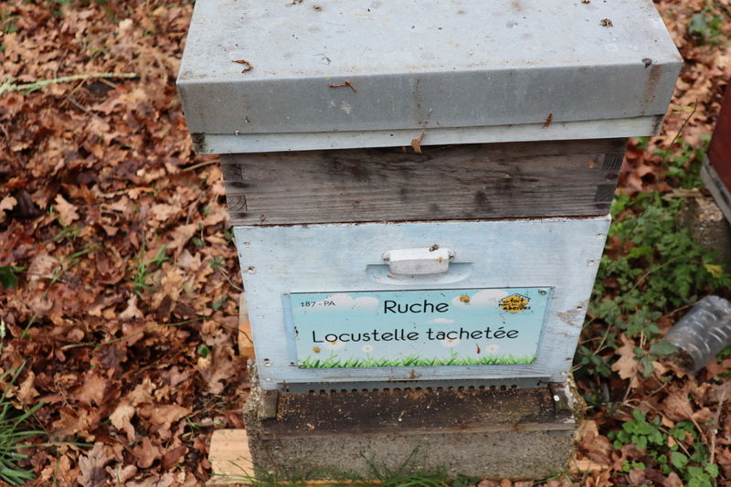 La ruche Locustelle tachetée